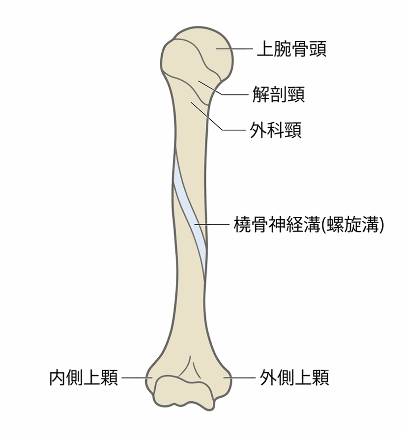 解説図