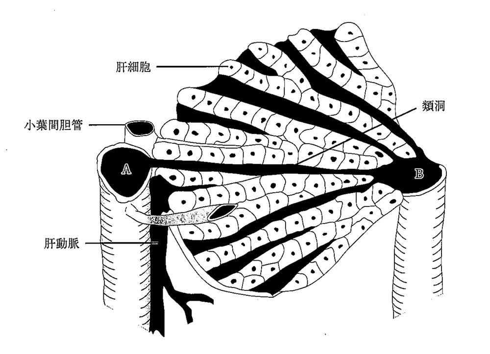 第30回柔道整復師国家試験 午前問102